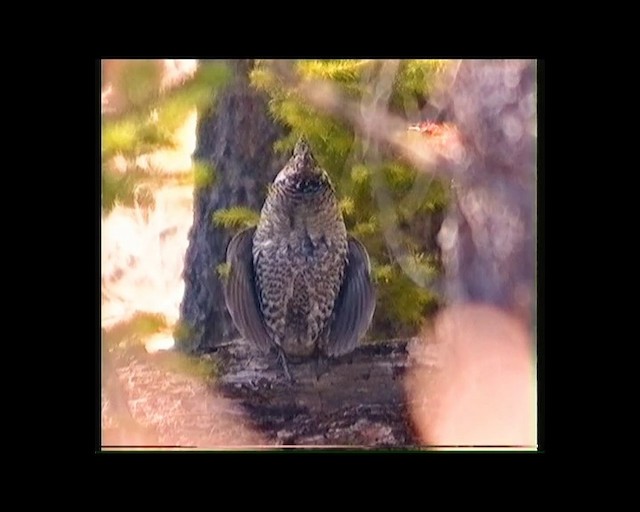 Ruffed Grouse - ML201686131