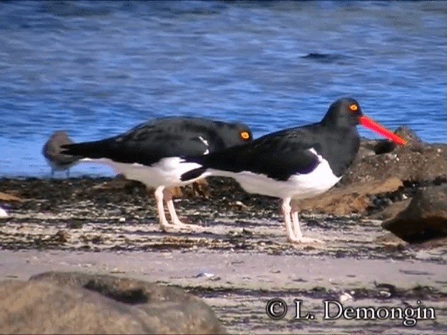 マゼランミヤコドリ - ML201686381