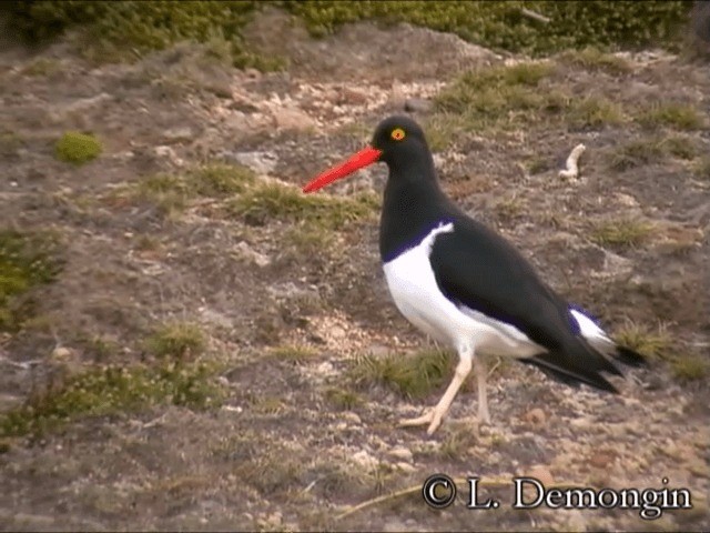 マゼランミヤコドリ - ML201686391