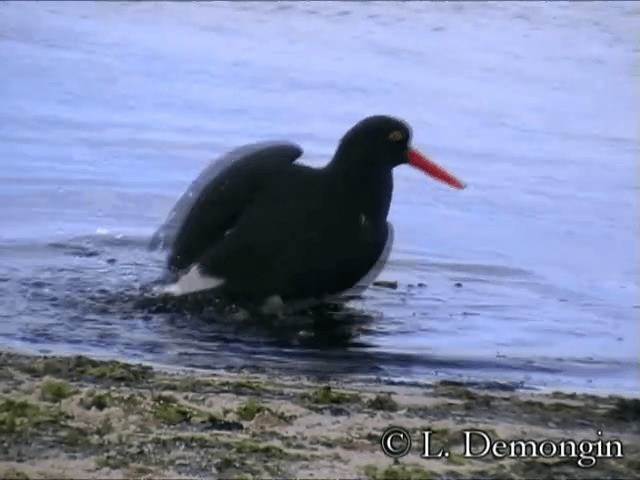 マゼランミヤコドリ - ML201686401