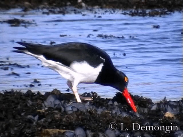 マゼランミヤコドリ - ML201686411