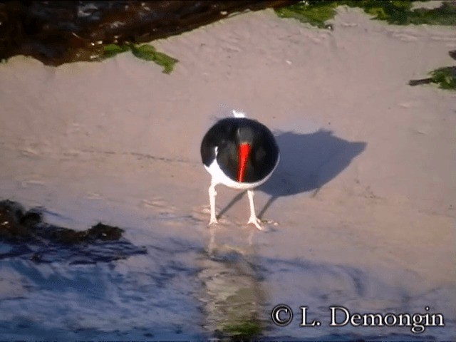 マゼランミヤコドリ - ML201686421