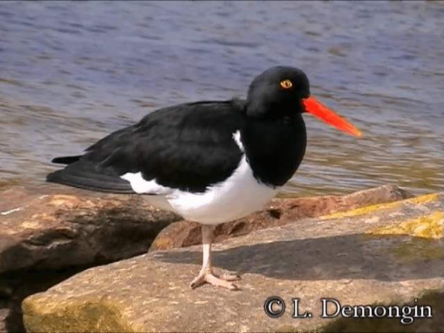 マゼランミヤコドリ - ML201686431