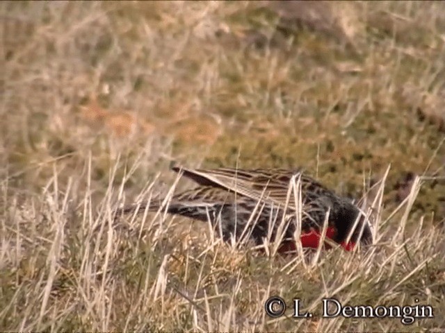 Long-tailed Meadowlark - ML201686531