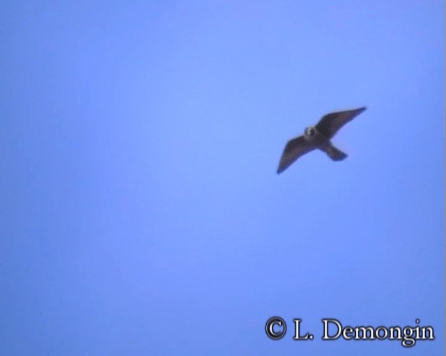 Peregrine Falcon (South American) - ML201686631