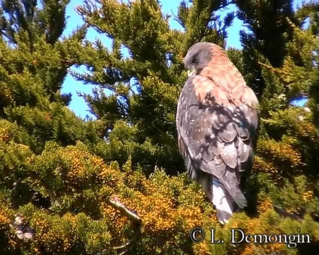 Rotrückenbussard (polyosoma) - ML201686641