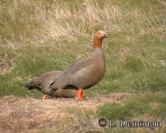 Ruddy-headed Goose - ML201686661