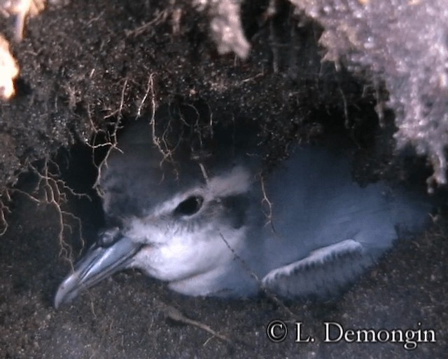 Dünnschnabel-Sturmvogel - ML201686671