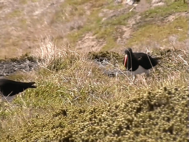 マゼランミヤコドリ - ML201686831