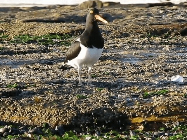マゼランミヤコドリ - ML201686841