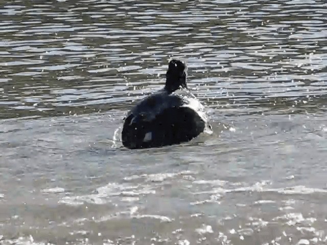 マゼランミヤコドリ - ML201686851