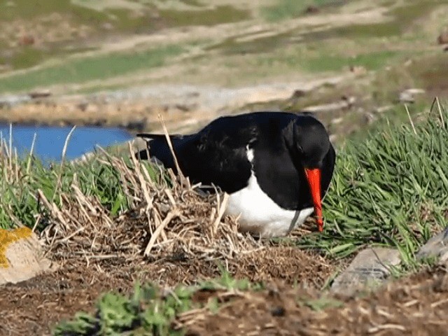 マゼランミヤコドリ - ML201686861