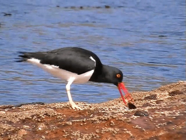 マゼランミヤコドリ - ML201686871