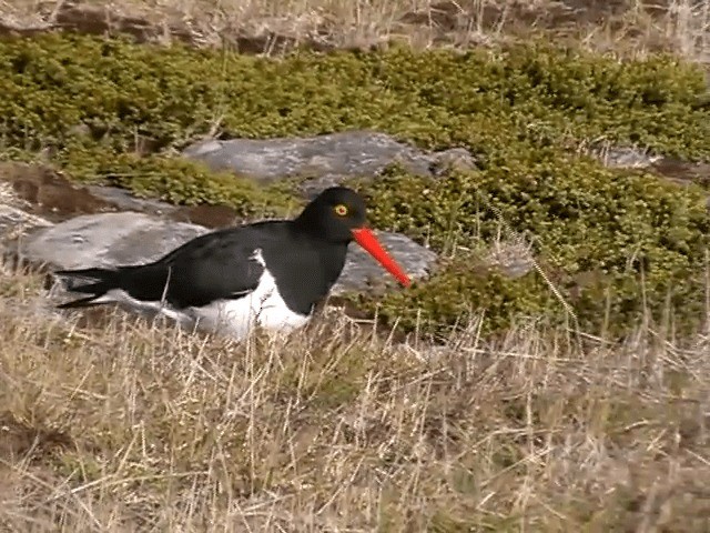 マゼランミヤコドリ - ML201686881