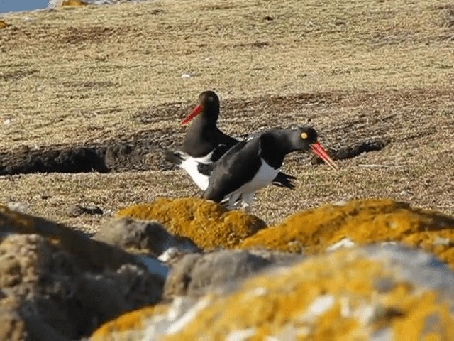 マゼランミヤコドリ - ML201686891