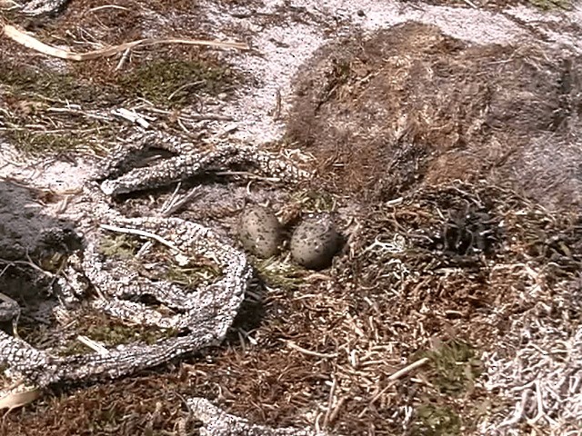 マゼランミヤコドリ - ML201686901