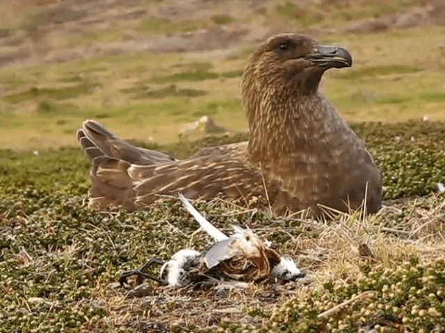 Dünnschnabel-Sturmvogel - ML201686911