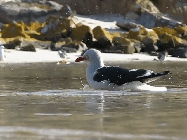 Blutschnabelmöwe - ML201686921