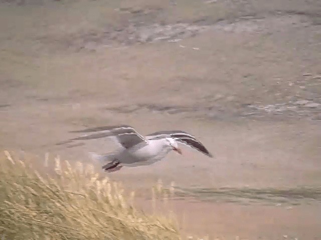 Gaviota Patagona - ML201686931