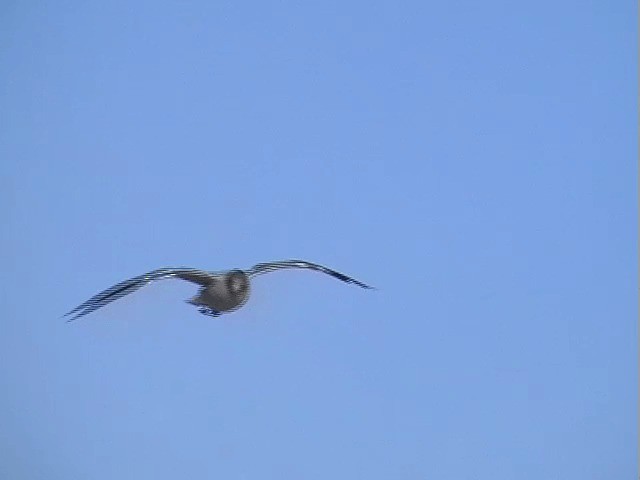 Gaviota Patagona - ML201686941