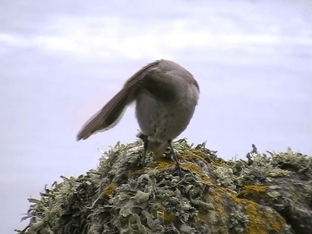 Dormilon bistré (maclovianus) - ML201686971