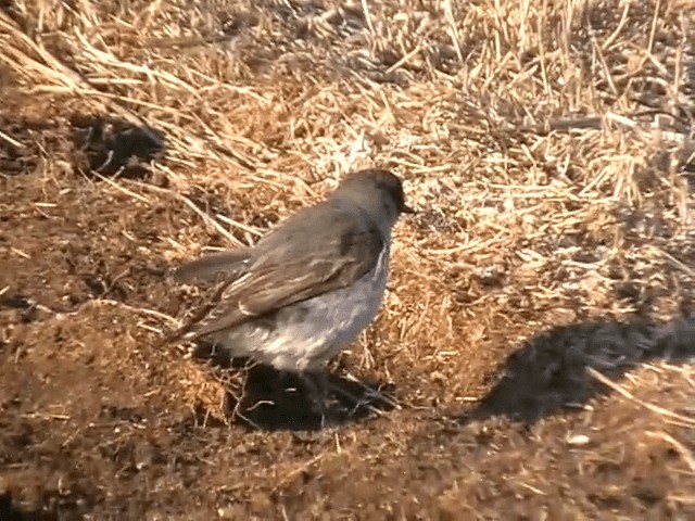 Dark-faced Ground-Tyrant (maclovianus) - ML201686981