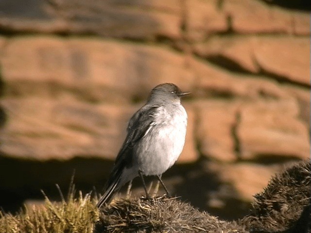 Dormilon bistré (maclovianus) - ML201686991