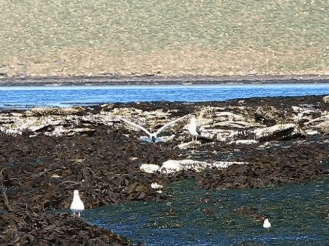 Falklandseeschwalbe - ML201687021