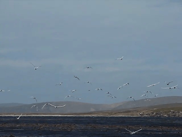 South American Tern - ML201687031