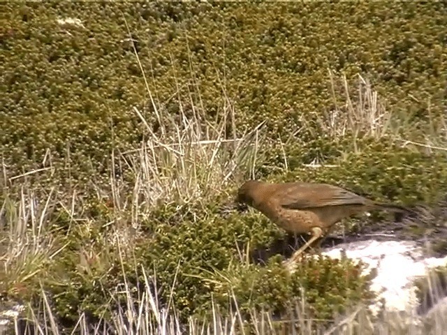 Austral Thrush (Falkland) - ML201687041