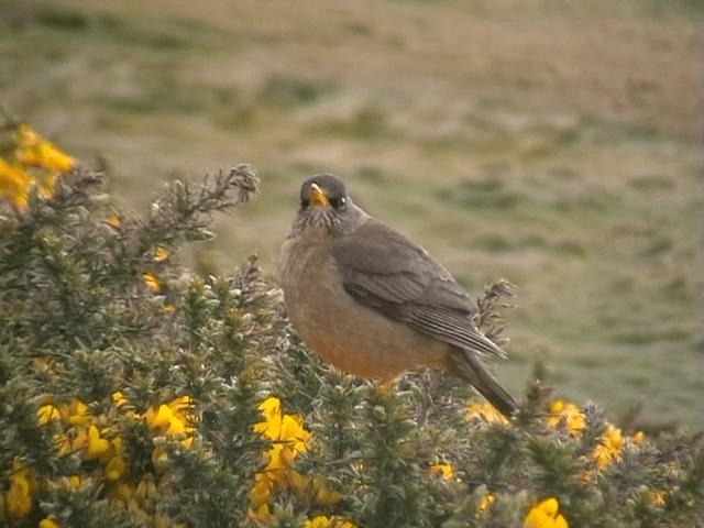 Austral Thrush (Falkland) - ML201687051