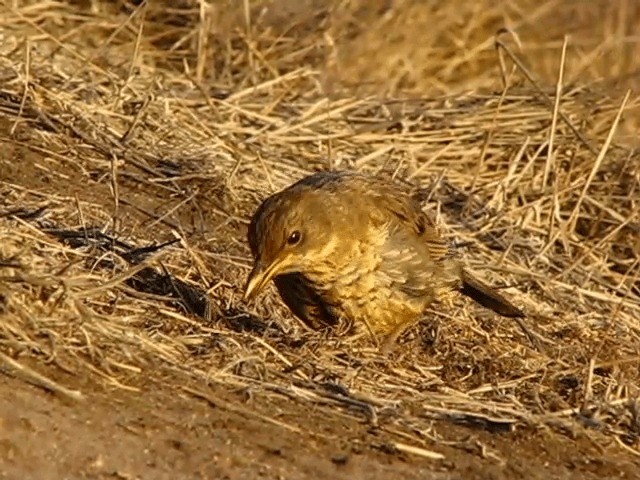 Austral Thrush (Falkland) - ML201687061