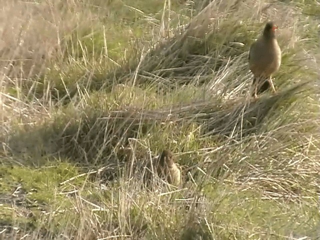 Austral Thrush (Falkland) - ML201687071