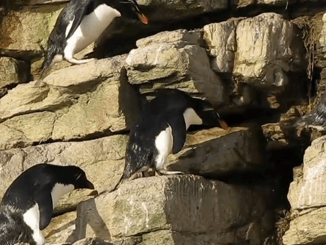 Pingüino Saltarrocas Meridional (chrysocome) - ML201687091