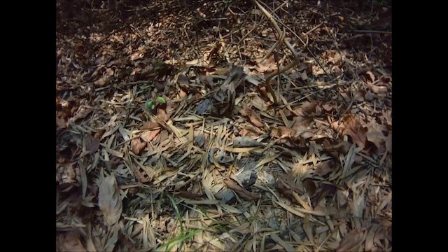 Large-tailed Nightjar - ML201687211