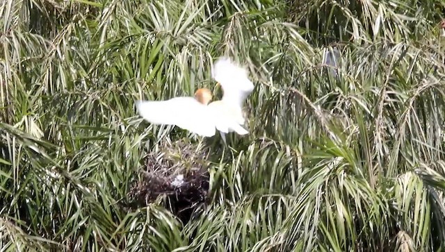 Eastern Cattle Egret - ML201687231