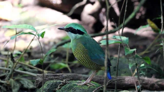 Bar-bellied Pitta - ML201687241