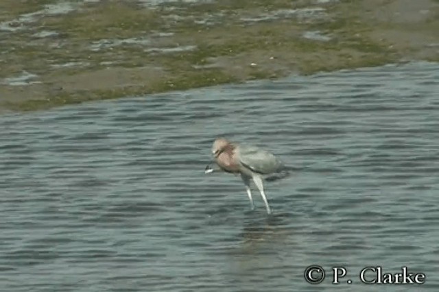 Reddish Egret - ML201687271