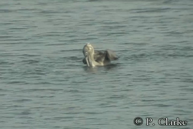 Brown Pelican (California) - ML201687331