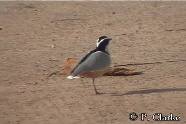 Egyptian Plover - ML201687341