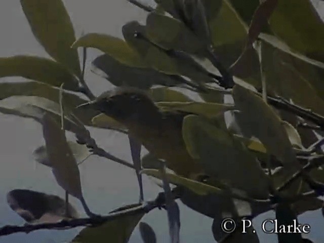 סבכון צהוב/סבכון מנגרובים - ML201687481