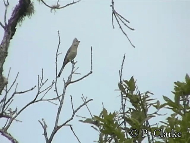 Gray Silky-flycatcher - ML201687551