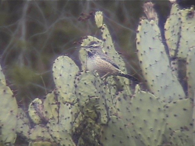 Cactus Wren - ML201687731