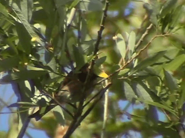 Purple Finch (Western) - ML201687751