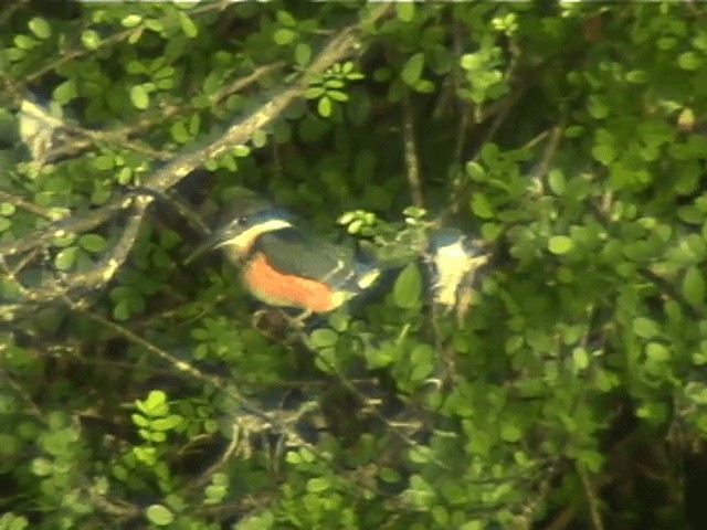 American Pygmy Kingfisher - ML201687771