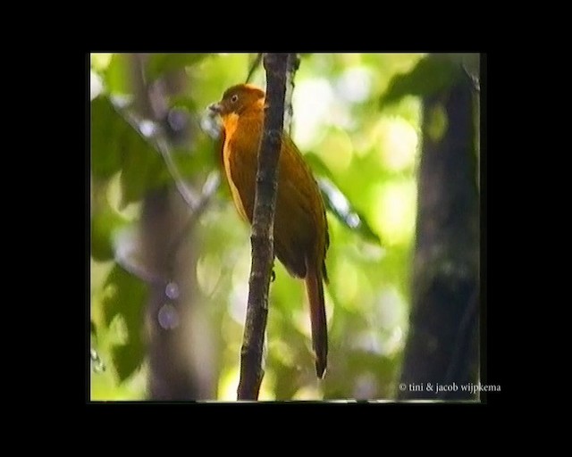 Golden Bowerbird - ML201687801