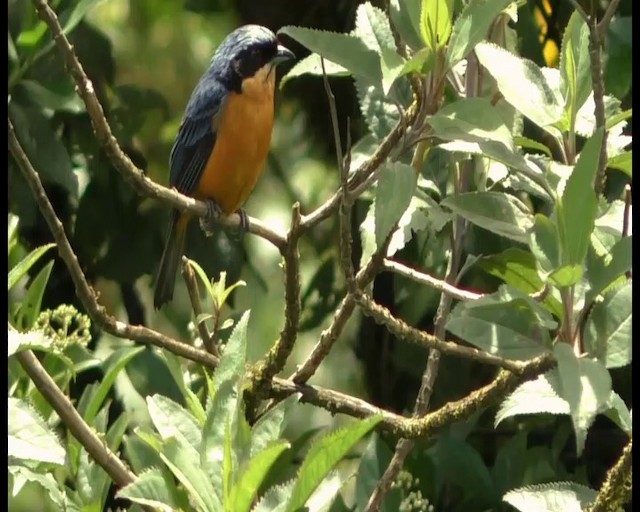 Tangara Ventricastaña - ML201687871