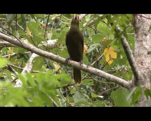 Grünschnabel-Stirnvogel - ML201687941