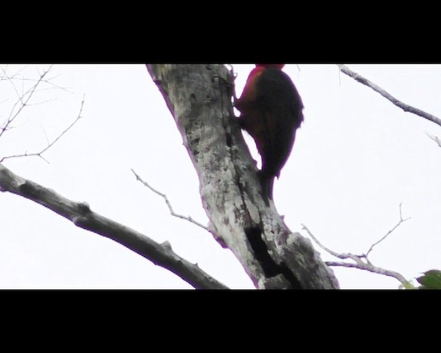 Red-necked Woodpecker - ML201687961