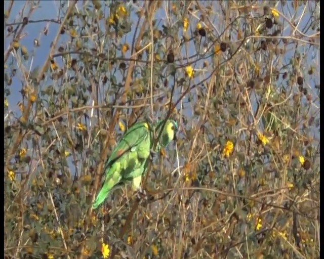 Turquoise-fronted Amazon - ML201688021